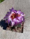 Thelocactus bicolor